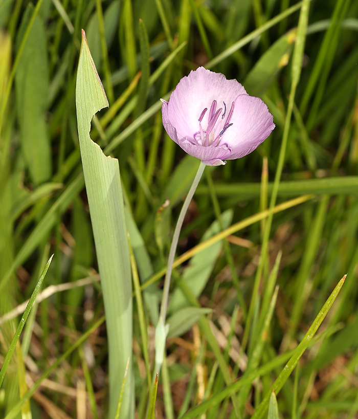 Calochortus nudus S. Watson的圖片