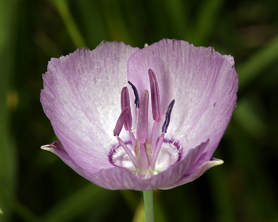 Calochortus nudus S. Watson的圖片