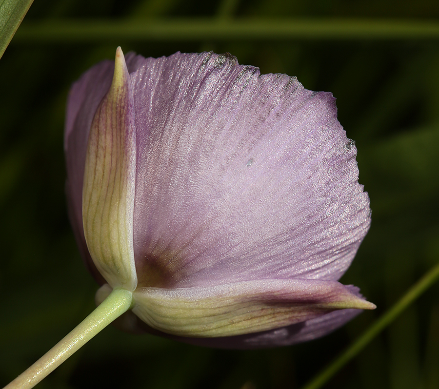 Calochortus nudus S. Watson的圖片