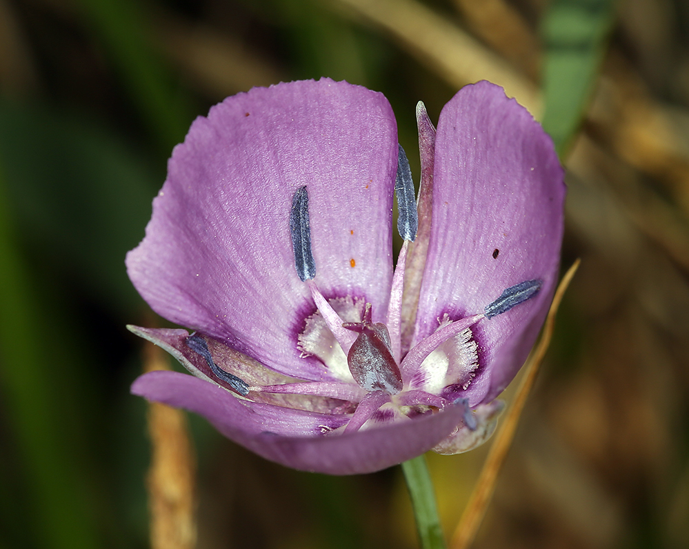 Calochortus nudus S. Watson的圖片