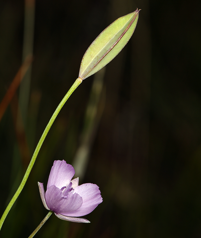 Calochortus nudus S. Watson的圖片