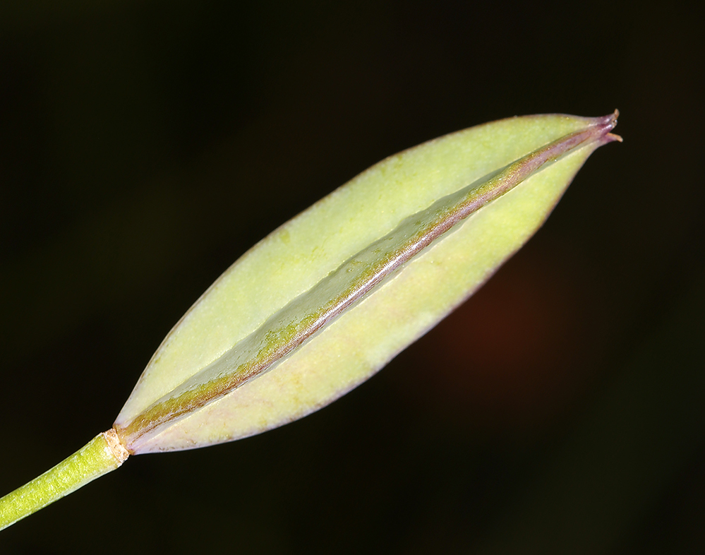 Calochortus nudus S. Watson的圖片