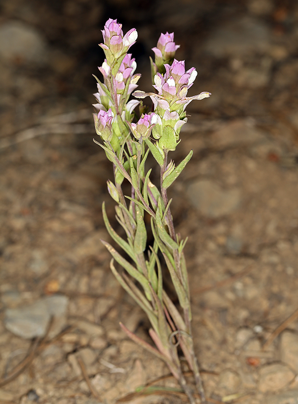 Orthocarpus cuspidatus subsp. copelandii (Eastw.) T. I. Chuang & L. R. Heckard resmi