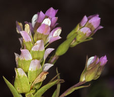 Orthocarpus cuspidatus subsp. copelandii (Eastw.) T. I. Chuang & L. R. Heckard resmi