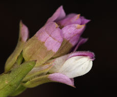 Orthocarpus cuspidatus subsp. copelandii (Eastw.) T. I. Chuang & L. R. Heckard resmi