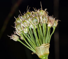 Image of Pacific onion