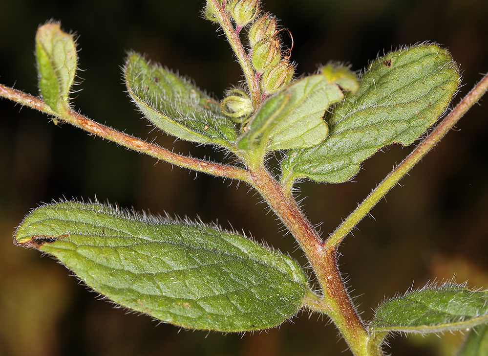 Phacelia mutabilis Greene的圖片