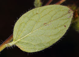 Phacelia mutabilis Greene的圖片