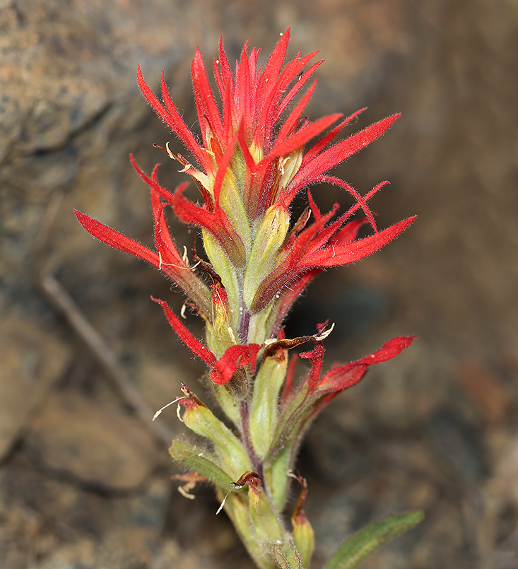 Слика од Castilleja pruinosa Fern.