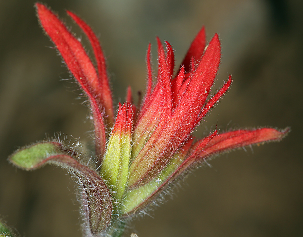 Слика од Castilleja pruinosa Fern.