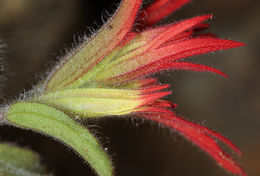 Слика од Castilleja pruinosa Fern.