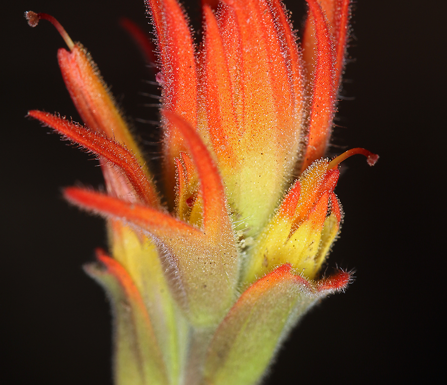 Слика од Castilleja pruinosa Fern.