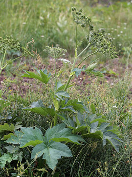 Plancia ëd <i>Heracleum maximum</i>