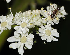 Image of common cowparsnip