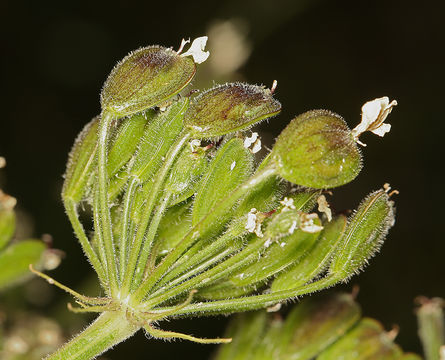 Image of common cowparsnip