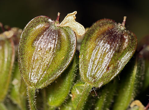 Plancia ëd <i>Heracleum maximum</i>