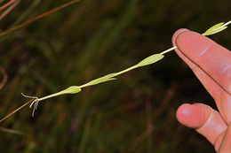 Image of One-Flower Fringed-Gentian