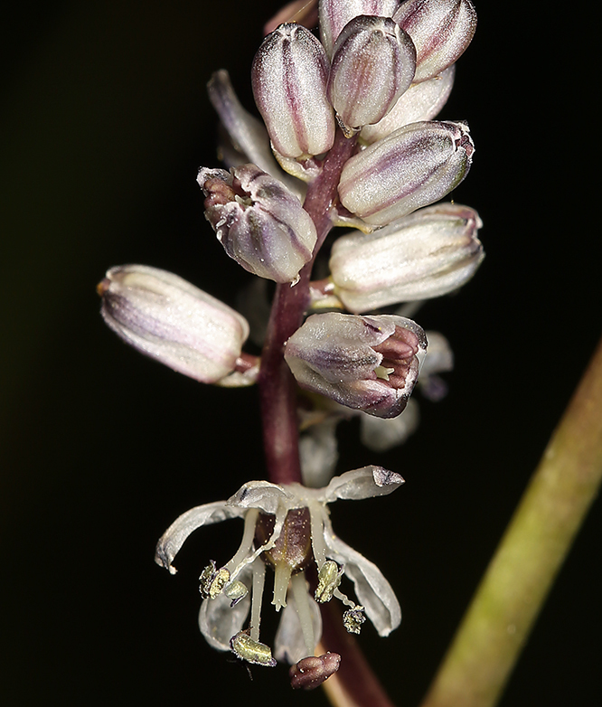 Image of white rushlily