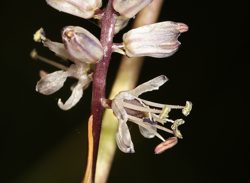 Image of white rushlily