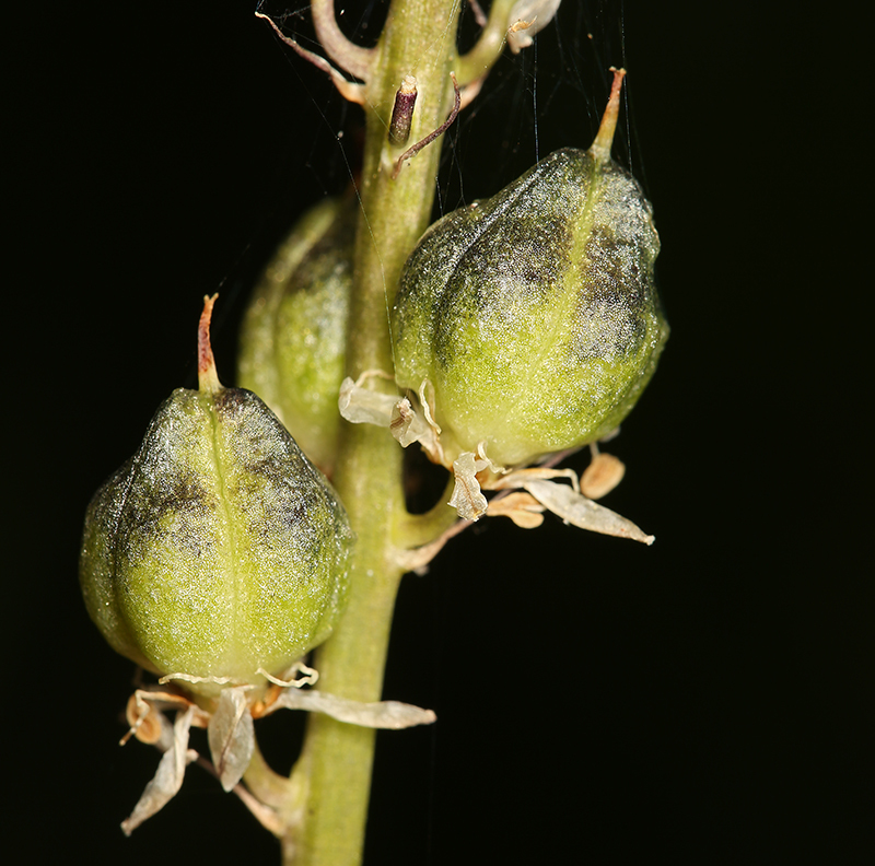 Image of white rushlily