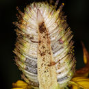 Image of Klamath Coneflower