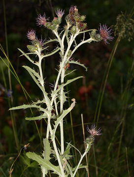 Cirsium douglasii var. breweri (A. Gray) D. J. Keil & C. E. Turner的圖片