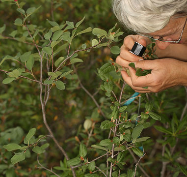 Imagem de Shepherdia canadensis (L.) Nutt.