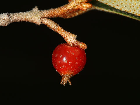 Слика од Shepherdia canadensis (L.) Nutt.