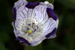 Image de Nemophila maculata Benth. ex Lindl.