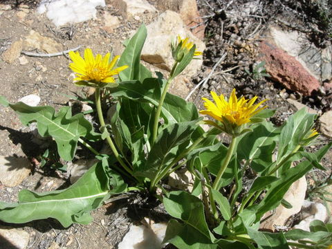 Image of deltoid balsamroot