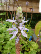 Image of Blue lobster flower