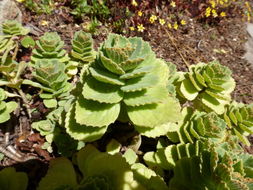 Image de Plectranthus neochilus Schltr.