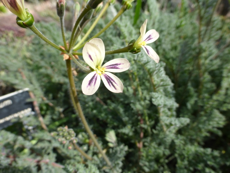 Слика од Pelargonium triste (L.) L'Her.