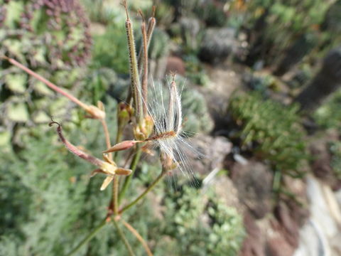 Слика од Pelargonium triste (L.) L'Her.