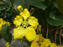 Image of Brazilian golden vine