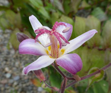 Image de Tricyrtis