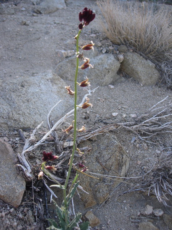 صورة Caulanthus coulteri (A. Gray ex S. Watson) S. Watson