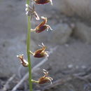 Image of Coulter's wild cabbage