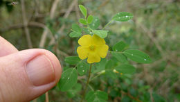 Image of shrubby woodsorrel