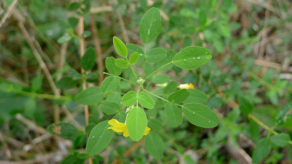 Image de Oxalis frutescens L.