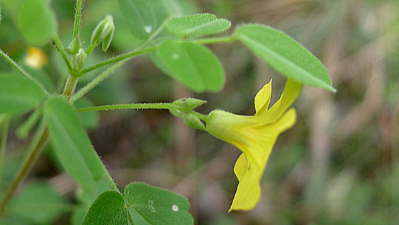 Image of shrubby woodsorrel