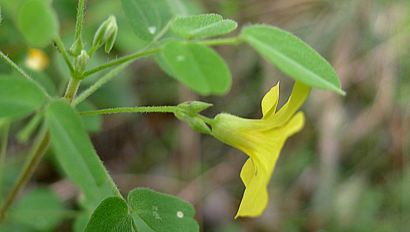 Image of shrubby woodsorrel