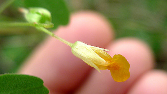 Image de Oxalis frutescens L.