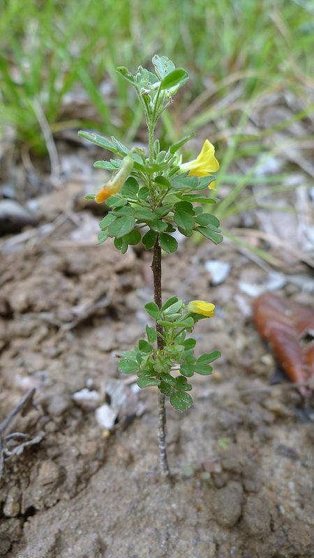 Image of shrubby woodsorrel