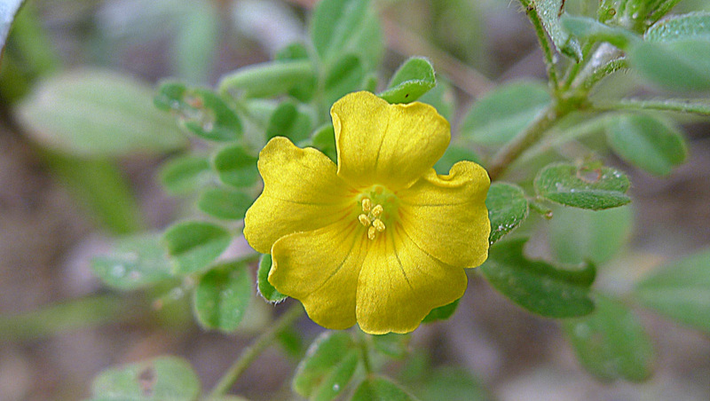 Image of shrubby woodsorrel