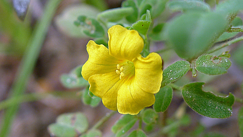 Image de Oxalis frutescens L.