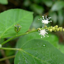 Image of Croton tetradenius Baill.