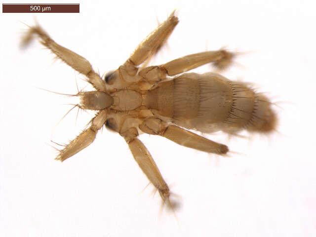 Image of Nycteribia