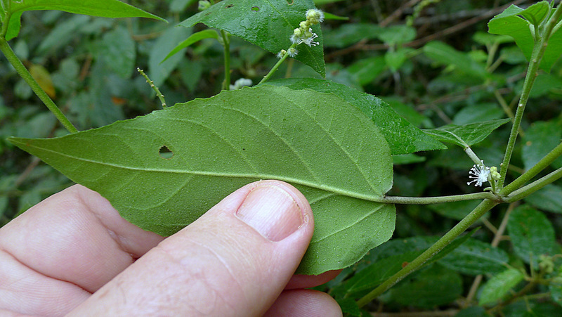 Image of Croton tetradenius Baill.