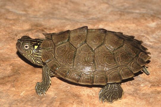 Image of Common Map Turtle